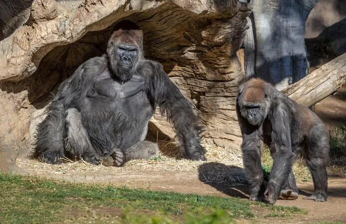 Deux gorilles d’un zoo américain testés positifs au coronavirus