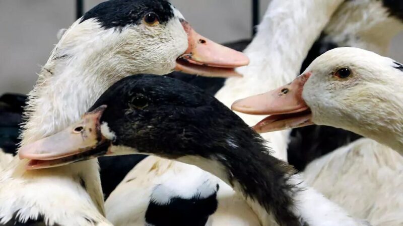 Grippe aviaire: les canards abattus par centaines de milliers en France