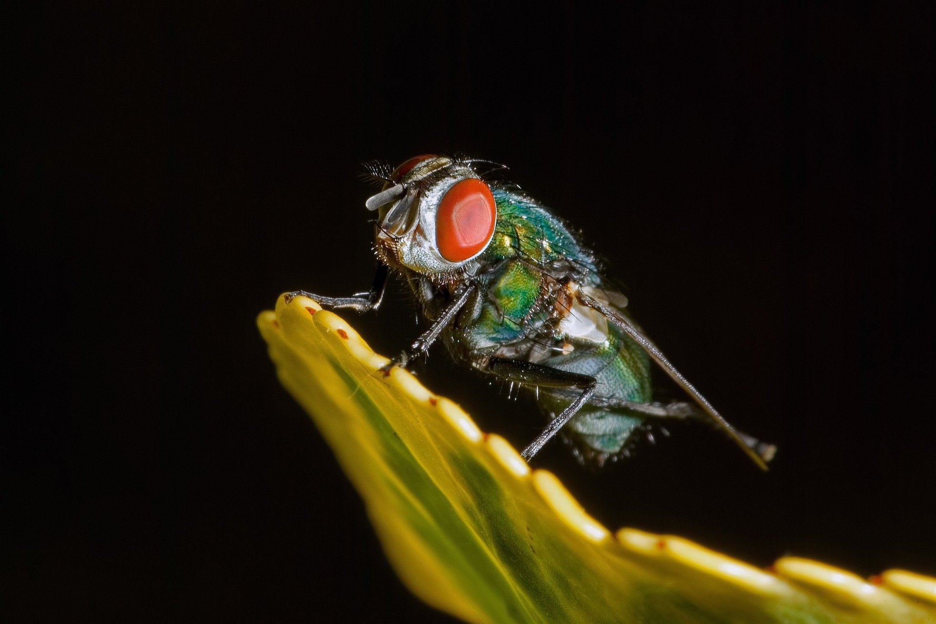 mouche bleue 1