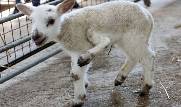 🐑 Un agneau à cinq pattes est né dans une ferme britannique (Vidéo)