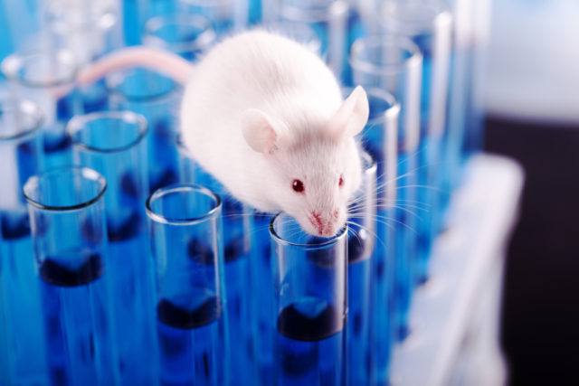 🔬 Des souris de laboratoire rajeunissent grâce à une nouvelle méthode cellulaire