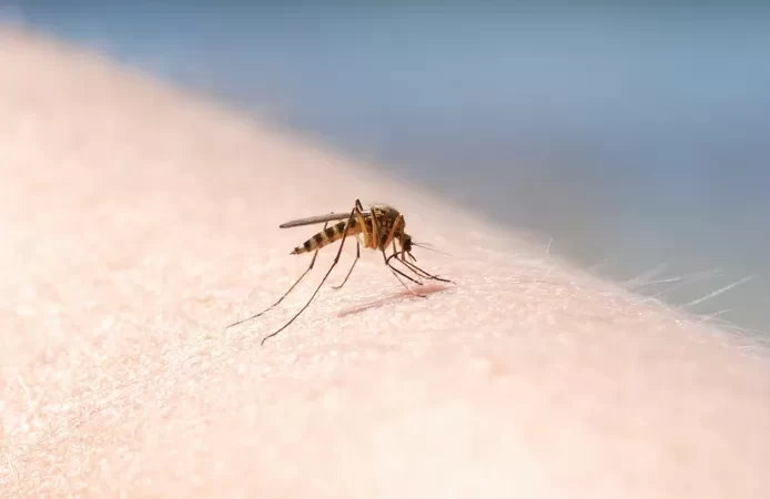🦟️ Cette entreprise va libérer… 2 milliards de moustiques génétiquement modifiés