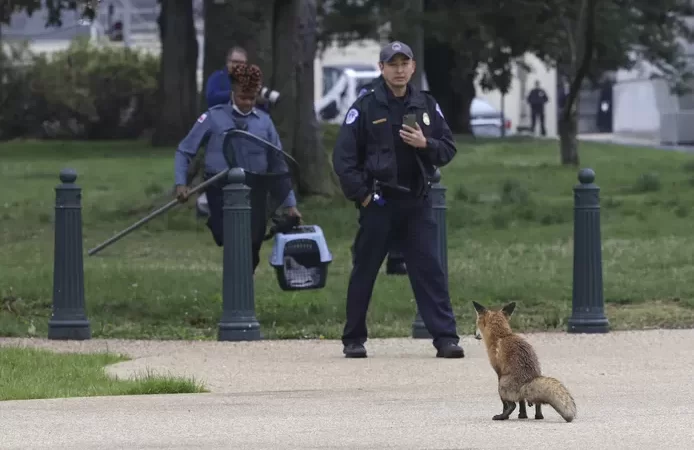 🇺🇸 Un renard agressif provoque l’émoi au Capitole américain avant d’être capturé