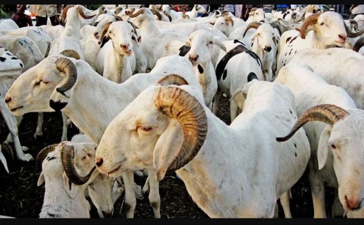 🇸🇳 Tabaski 2022 : Le ministre de l’Elevage annonce l’arrivée massive de moutons en provenance de Kidira