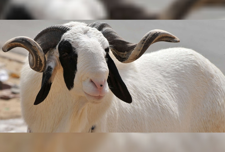 🇸🇳🇮🇱 Tabaski : L’ambassadeur d’Israël à Dakar offre des moutons à des familles sénégalaises 1 🇸🇳🇮🇱 Tabaski : L’ambassadeur d’Israël à Dakar offre des moutons à des familles sénégalaises