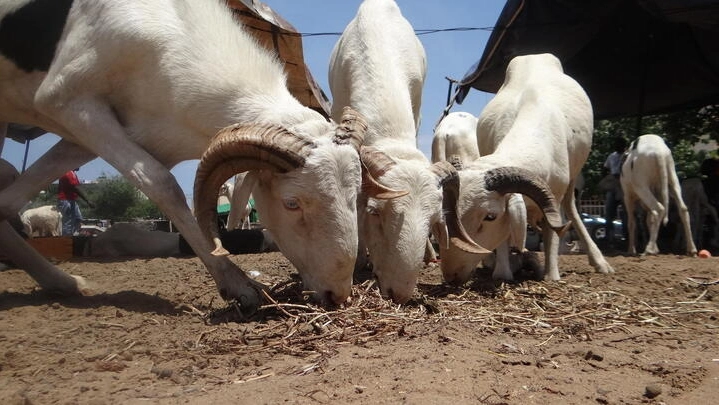🐑 Tabaski : le prix du mouton explose au Mali et au Tchad
