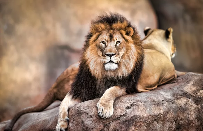 🇬🇭 Un lion tue un homme qui s’était introduit dans son enclos