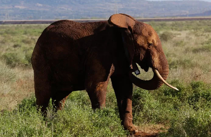 🇰🇪 Au Kenya, la plus grande éléphante à défenses du pays est morte de vieillesse