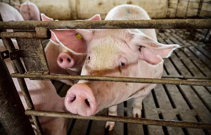 🔬 Des scientifiques chinois cultivent des “reins humains” dans des porcs 1 🔬 Des scientifiques chinois cultivent des “reins humains” dans des porcs