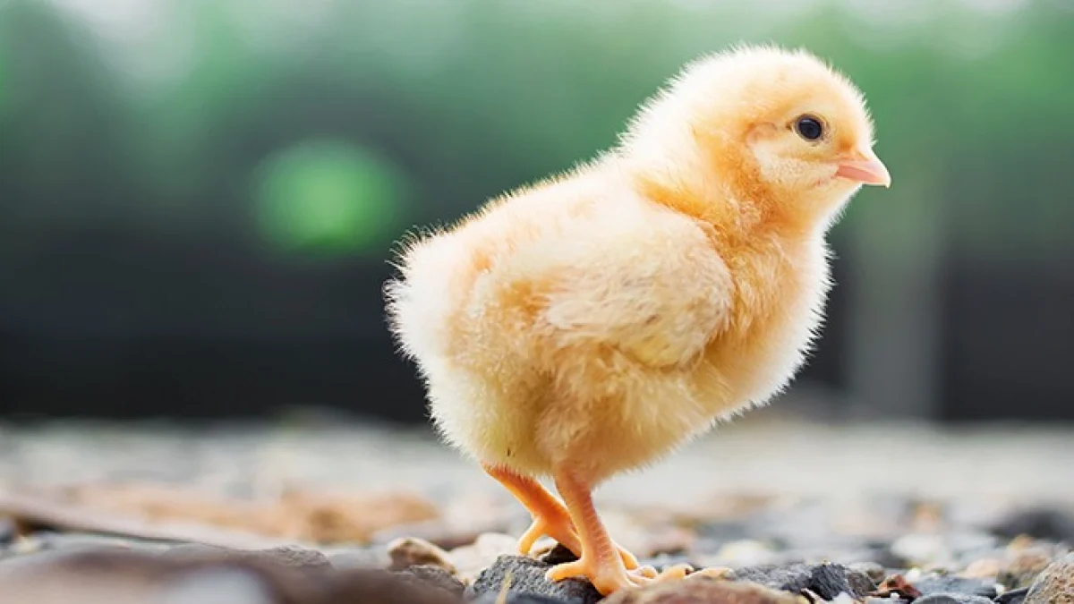 🇸🇳 Sénégal : hausse des prix des œufs à couver et révision des tarifs des poussins d’un jour 1 🇸🇳 Sénégal : hausse des prix des œufs à couver et révision des tarifs des poussins d’un jour