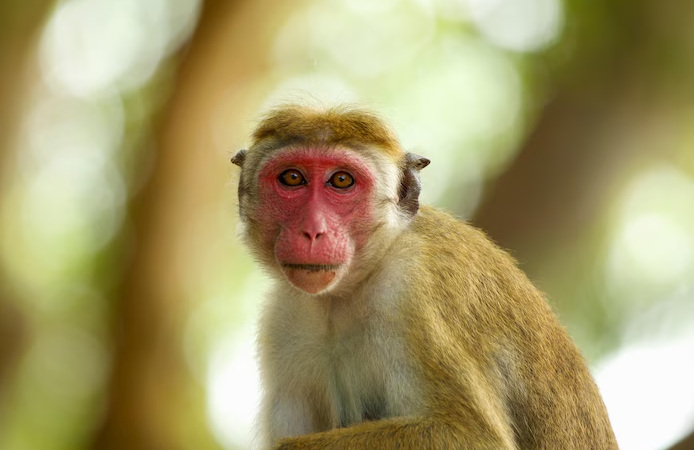 🇱🇰 Sri Lanka : Une coupure de courant généralisée provoquée par un singe