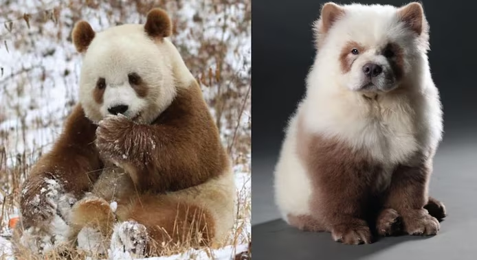 💰 Le chien le plus cher du monde vendu pour une somme astronomique 4 image 163