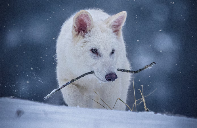 🐺 Des scientifiques ramènent à la vie un immense loup éteint depuis 10.000 ans