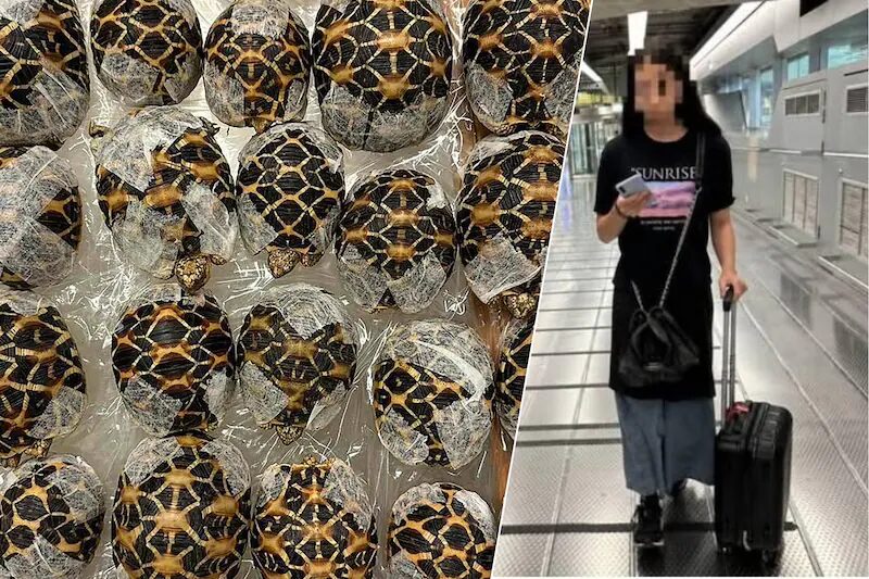 🇹🇭 Thaïlande : une passagère arrêtée à l'aéroport avec 30 tortues scotchées sous ses vêtements 3 image 8 101
